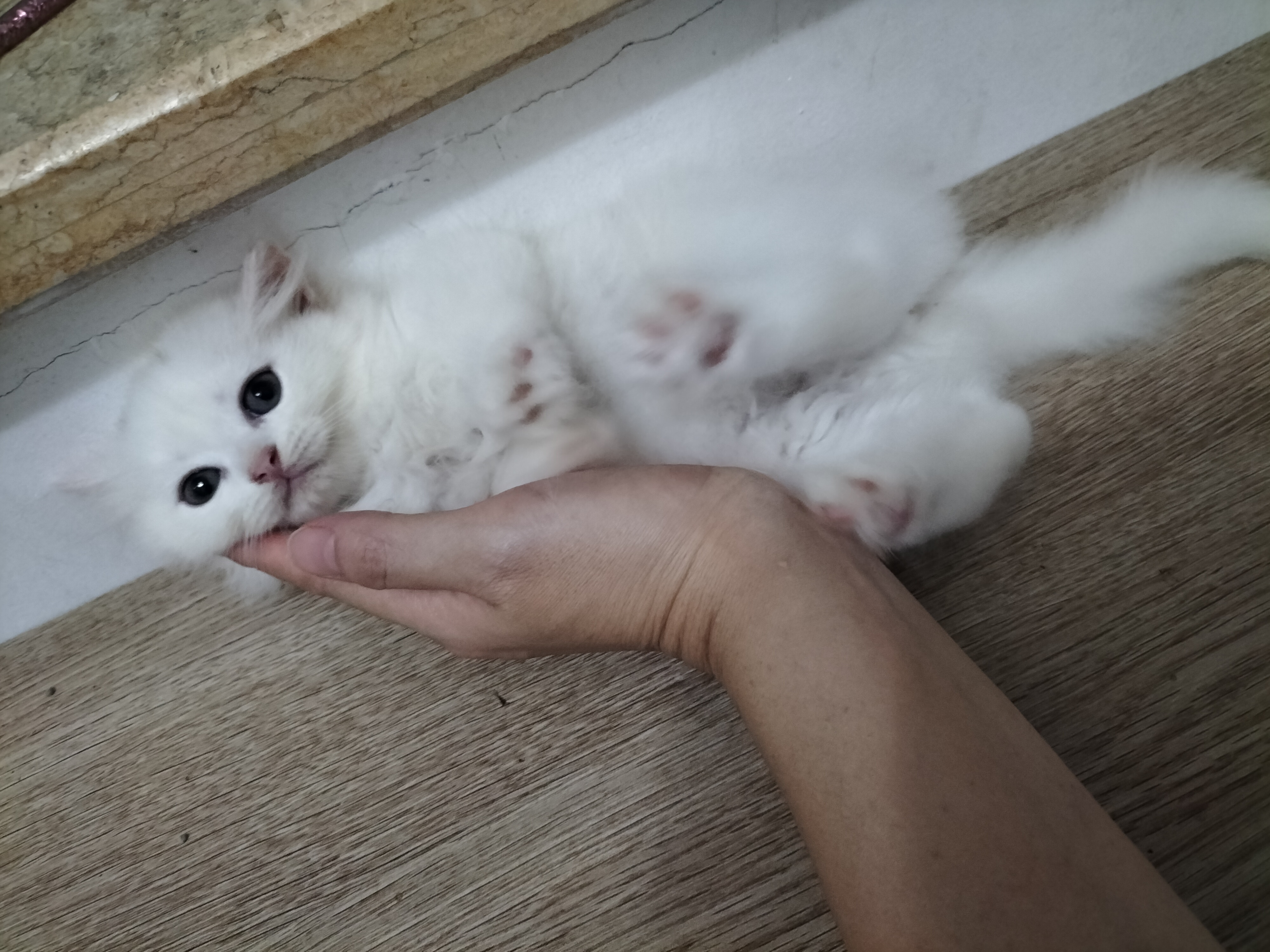 长毛白猫